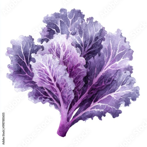 Vibrant Purple Kale Leaf Vegetable With Detailed Veins Isolated On White Studio Background Close Up Detailed Texture