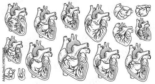 Black Line Art Human Heart Anatomy Illustration Set Medical Biology Vector Collection
