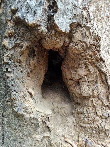 old tree trunk, Natural Hollow Tree Cavity in Old Weathered Bark