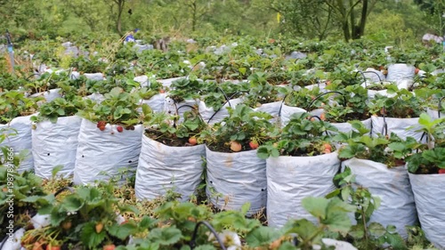 Strawberry plants growing in rows on organic farm with ripe berries and green leaves in agricultural field. Fresh berry cultivation concept