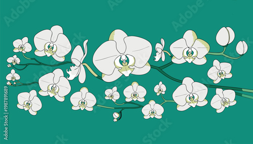 Elegant Illustration of White Orchid Blossoms on a Teal Green Background, a Delicate Botanical Art Piece