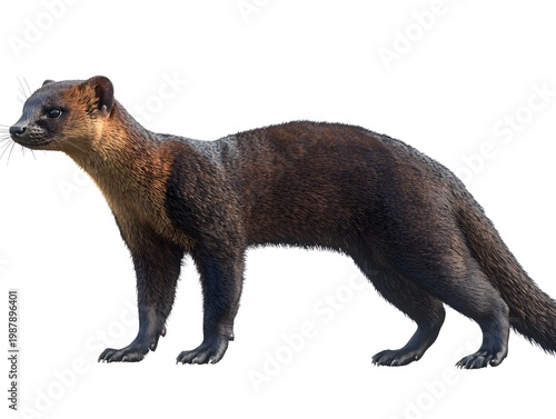 Sable stands in profile isolated against a white background.