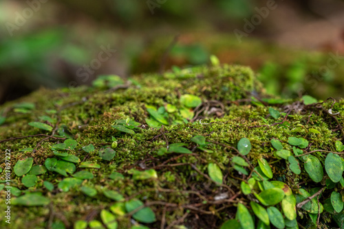 Fotografie Moss blankets a forest floor in soft green