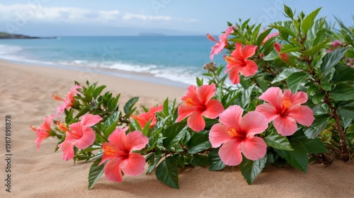 Hibiscus flowers blooming on a tropical beach