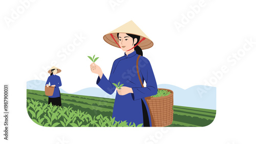 Vietnamese women wearing traditional conical hats pick fresh green tea leaves in a lush plantation field under a clear blue sky.