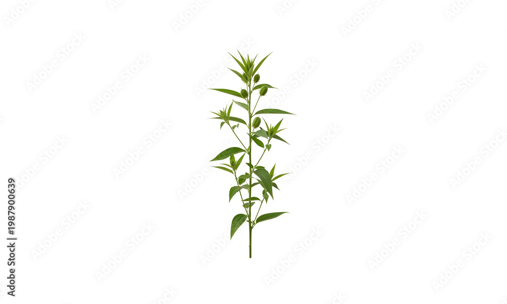 Fototapeta premium green jute plant isolated on white background