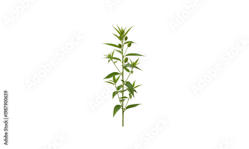 green jute plant isolated on white background
