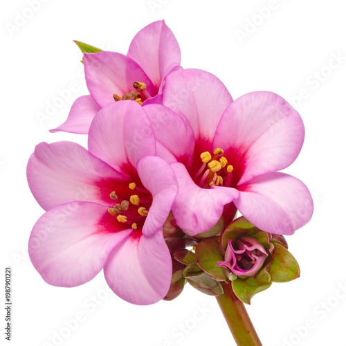 Close-up photo of a cluster of delicate, pink flowers with a deep red center, set against a clean, white background