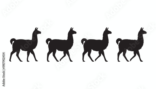 black and white silhouette set of llama very high quality vector illustration.