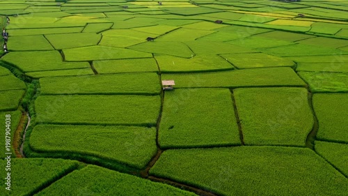 Aerial view of green paddy rice fields in Nan Province, Thailand, showcasing agricultural landscape, rice cultivation, and rural countryside nature.
