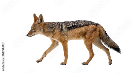 Black backed jackal walking isolated
