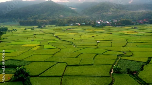 Aerial view of green paddy rice fields in Nan Province, Thailand, showcasing agricultural landscape, rice cultivation, and rural countryside nature.