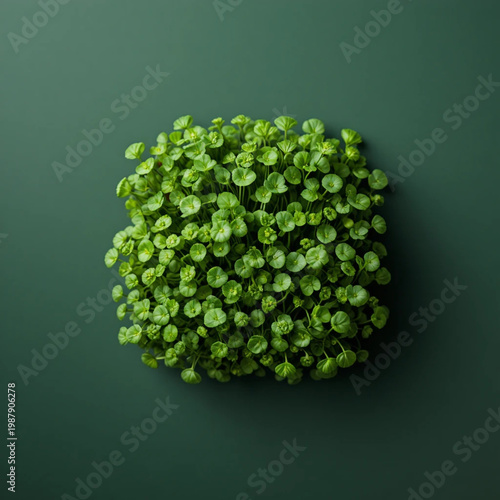 micro green tree in a pot