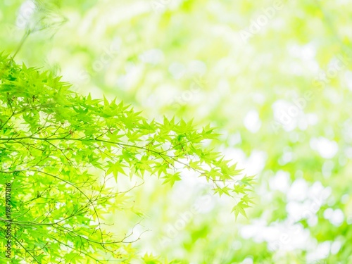 明るい木漏れ日とモミジの新緑。雨上がりの爽やかな風景。自然風景素材。