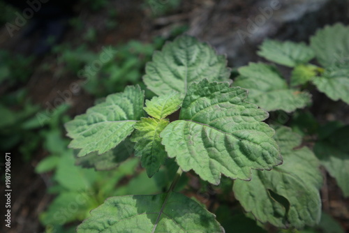 Canvastavla Close-up of fresh patchouli (nilam) leaves growing in natural outdoor conditions
