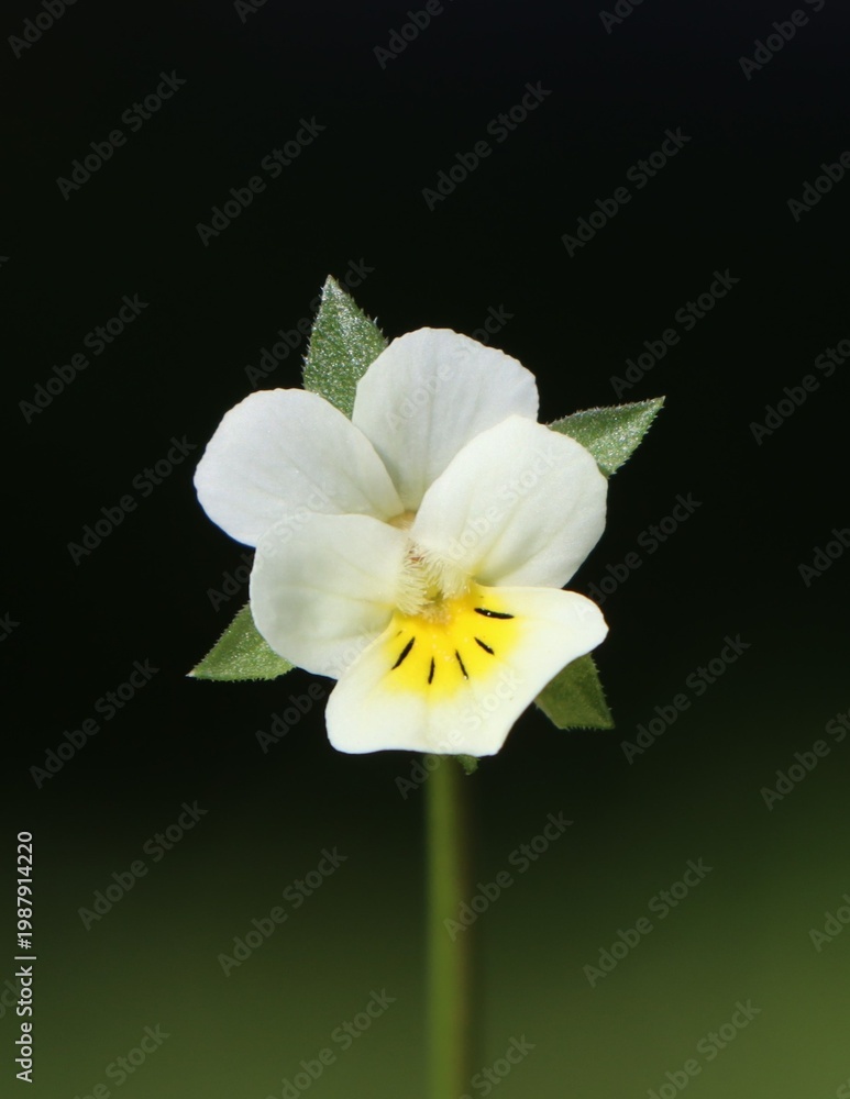 Fototapeta premium Viola arvensis (field pansy) growing in the wild