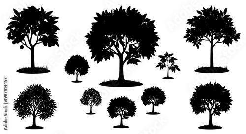 Longan Tree Isolated Vector Set Fruit Yard Garden Botanical Illustration Collection