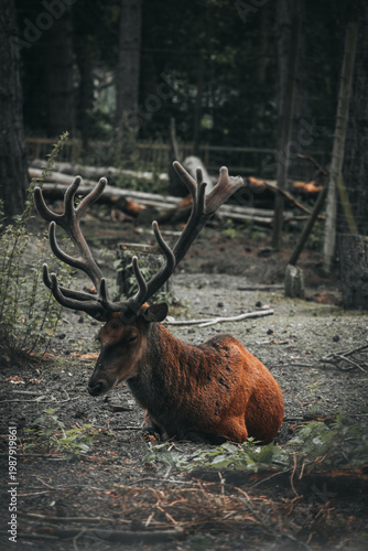 red deer in the woods