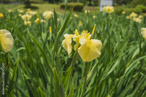日本：平成の森公園／ショウブ園の黄色いハナショウブをアップ／埼玉県川島町・5月