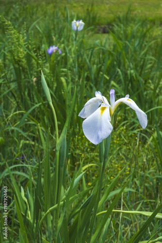 日本：平成の森公園／ショウブ園の白いカキツバタ／埼玉県川島町・5月