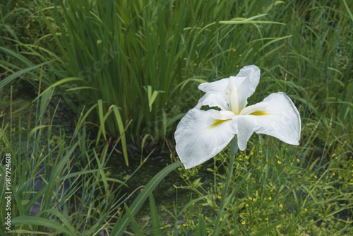 日本：平成の森公園／ショウブ園の白いカキツバタ／埼玉県川島町・5月