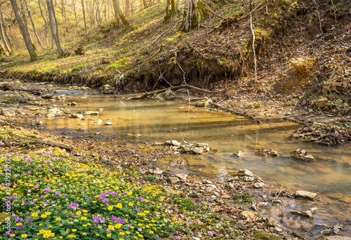 Spring forest stream with wildflowers in the morning on a sunny day