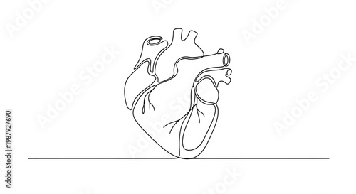 Minimalist Single Line Drawing of a Human Heart, Medical Symbol