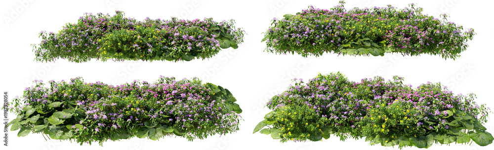 Obraz premium Shrubs and flower on a transparent background 