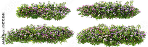 Shrubs and flower on a transparent background	
