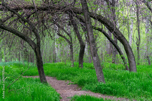 Enchanting forest path winding through lush green grass under a natural archway of curved tree trunks in spring.