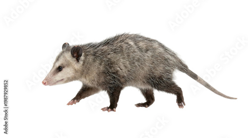 opossum profile view walking