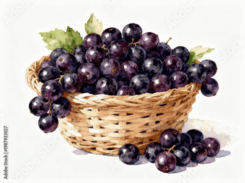 Fresh Fruit Basket Art Watercolor Grape Basket isolated watercolor vector illustration svg