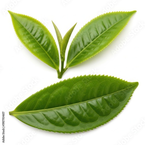 Three vibrant green leaves with intricate veins and serrated edges