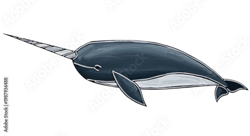 Large Narwhal Swimming in Ocean Water.