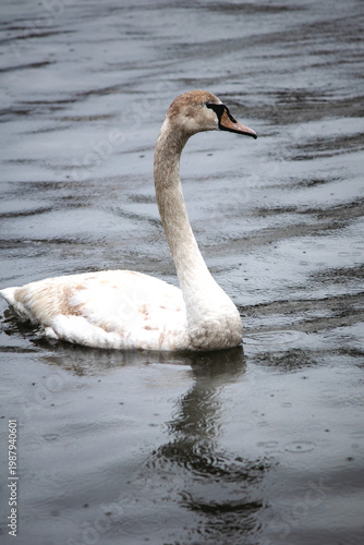 Alone mute swan is swiming. A mute swan (Cygnus olor) in the Bosphorus Istanbul during its spring migration. Bird, animal concept. Ornithology. No people, nobody.