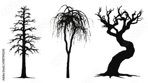 Tree Silhouette Trio: A stark black and white depiction of three unique tree silhouettes, showcasing the diverse forms and elegant lines of arboreal life. 
