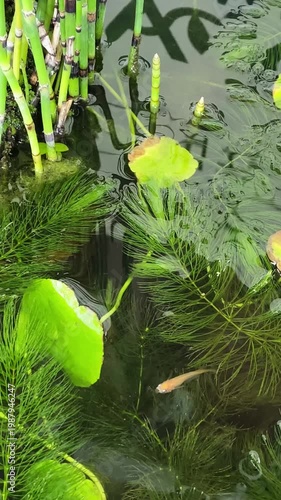 蓮の葉と竹が茂る水鉢を泳ぐメダカ