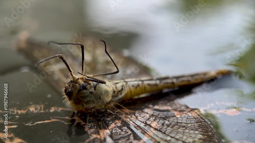 Macro close up of a headless dragonfly displaying post mortem movement, with visible leg twitching and abdominal motion.