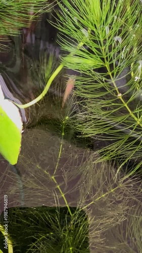 蓮の葉と竹が茂る水鉢を泳ぐメダカ