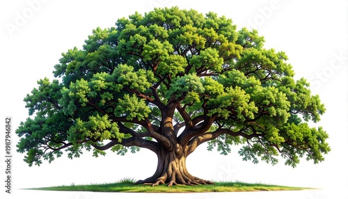 A majestic, healthy tree with vibrant green foliage and a thick, textured trunk, set against a clean white background. Sunlight softly illuminates the leaves