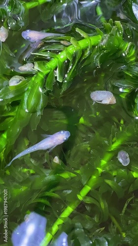 水草のある水鉢を泳ぐメダカの映像