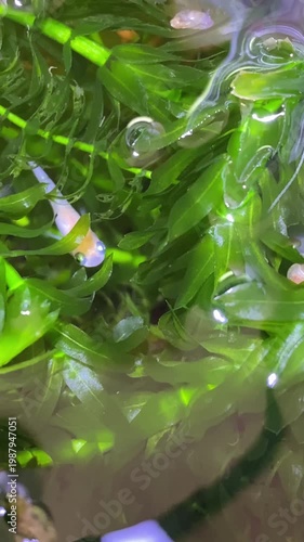 水草のある水鉢を泳ぐメダカの映像