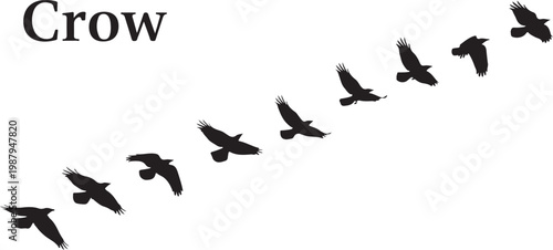Flock of crows, black birds flying, avian silhouettes, wildlife vector graphics