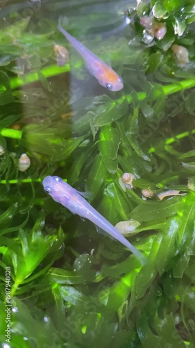 水草のある水鉢を泳ぐメダカの映像