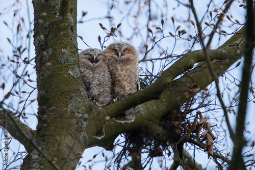 Tawny owlest in a tree during daytime