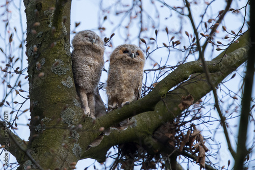 Tawny owlest in a tree during daytime