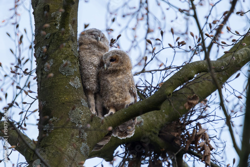 Tawny owlest in a tree during daytime