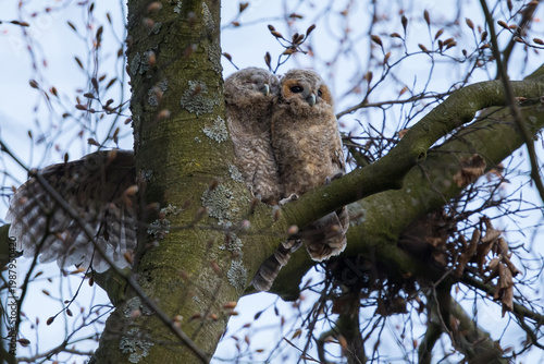 Tawny owlest in a tree during daytime