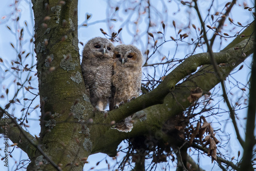 Tawny owlest in a tree during daytime