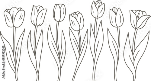 Collection of tulip flowers with stems and leaves outlined illustration line art white background botanical illustration isolated decoration